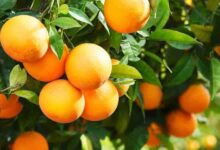 Vorteile Von Orange