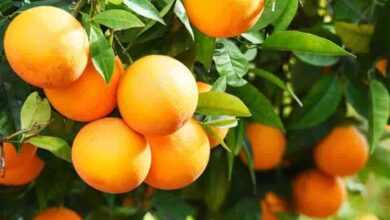 Vorteile Von Orange