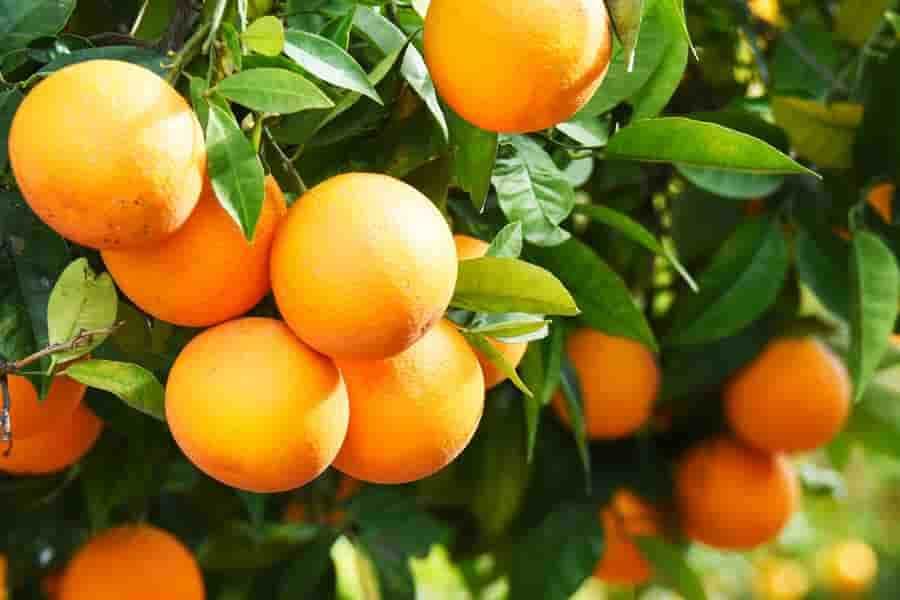 Vorteile Von Orange: Wie Sollte Es Konsumiert Werden?