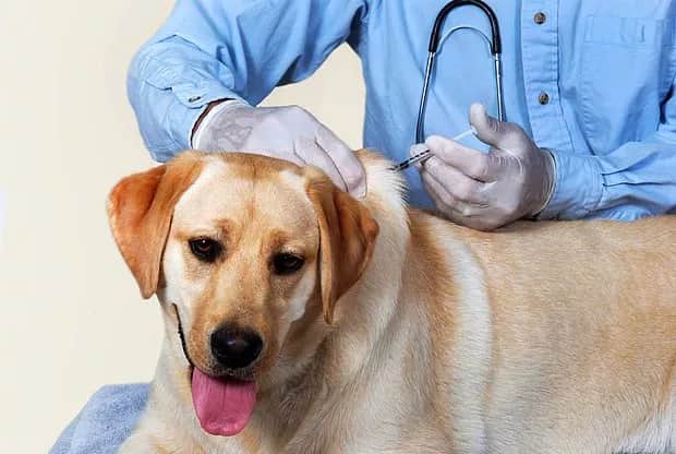 When should dogs be vaccinated?