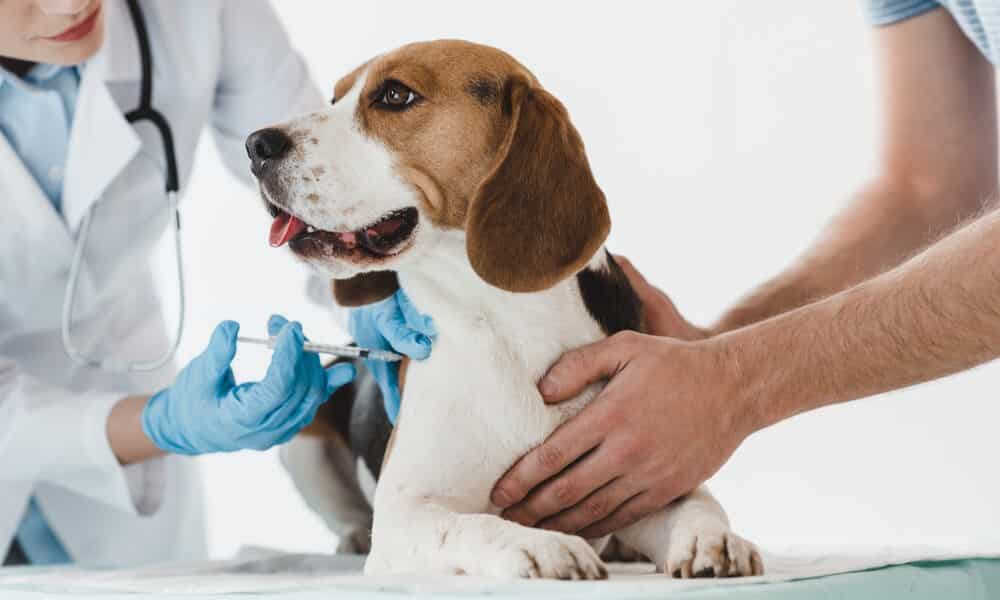 Bordetella Vaccine