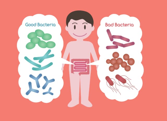 Imbalance Of Bacteria In The Gut