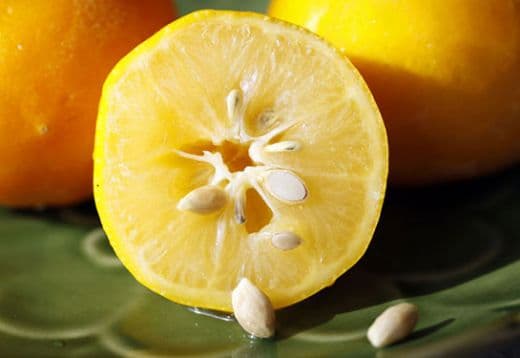 Lemon Seeds Nutrition