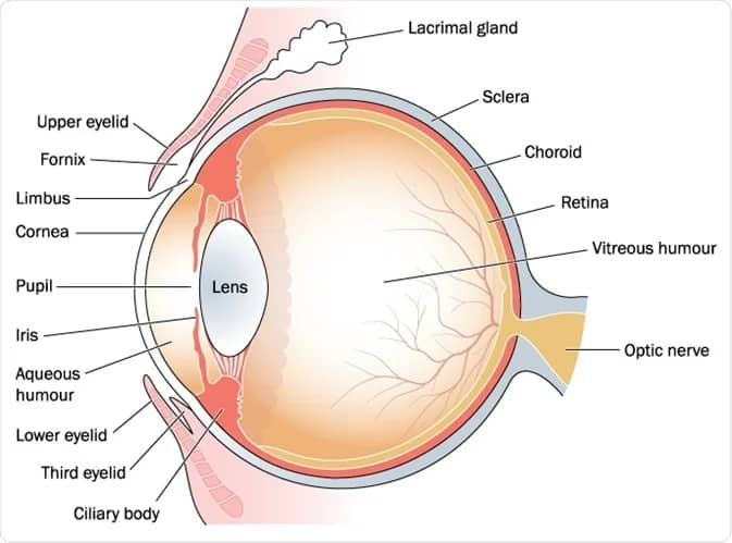 Vitreous