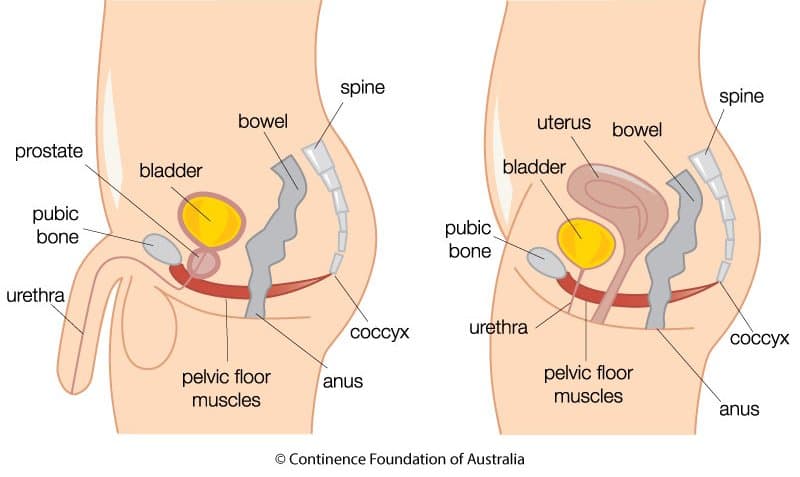 Pelvic-Floor-Muscles