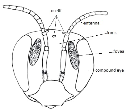 How Many Eyes Do Bees Have