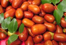 Jujube Plant