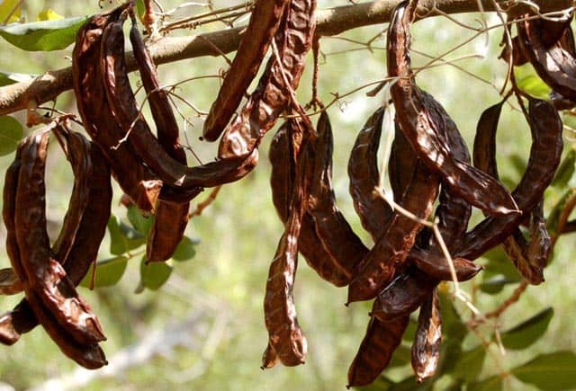 Benefits Of Carob