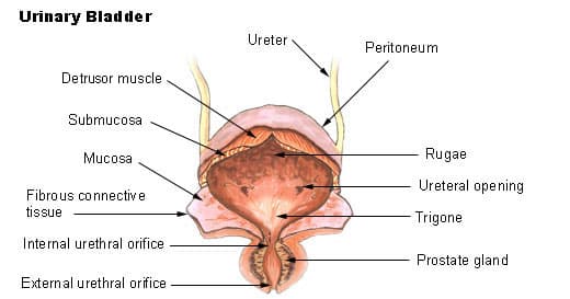 bladder muscles