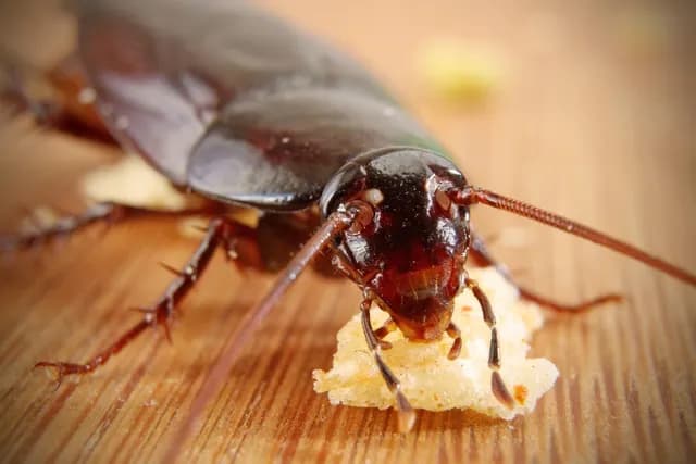 Can Cockroaches Live In Your Penis