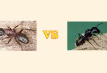 Carpenter Ants vs Black Ants