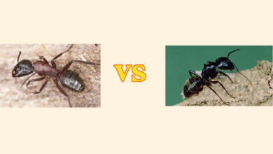Carpenter Ants vs Black Ants