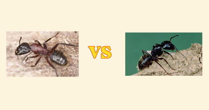 Carpenter Ants vs Black Ants