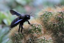 Carpenter Bees