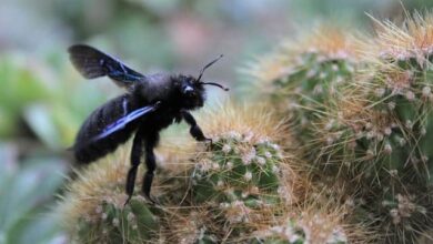 Carpenter Bees