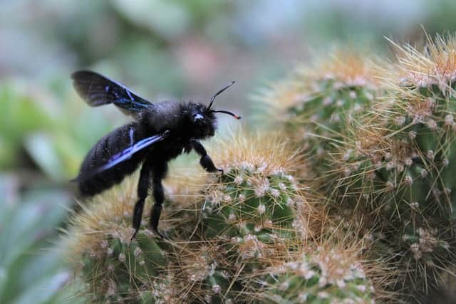 Do Carpenter Bees Sting