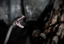 What Is The Biblical Meaning Of Snakes In A Dream