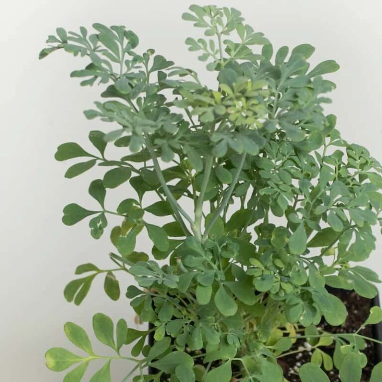 The Ruda Plant: Medicinal Uses, Cultivation, And Cultural Significance