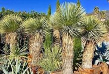 Yucca Plant