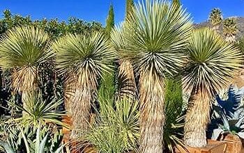 Yucca Plant