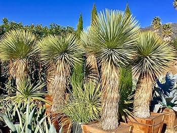 Yucca Plant