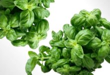 sweet-Basil