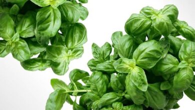 sweet-Basil