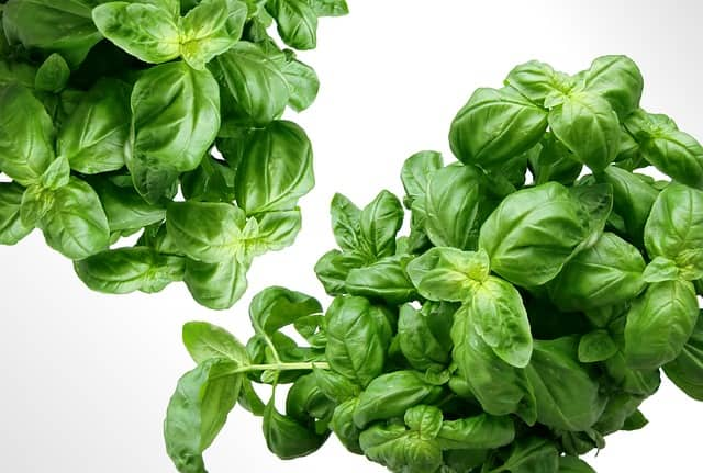 sweet Basil